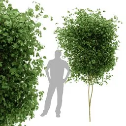Ivy Tree Simple Plant
