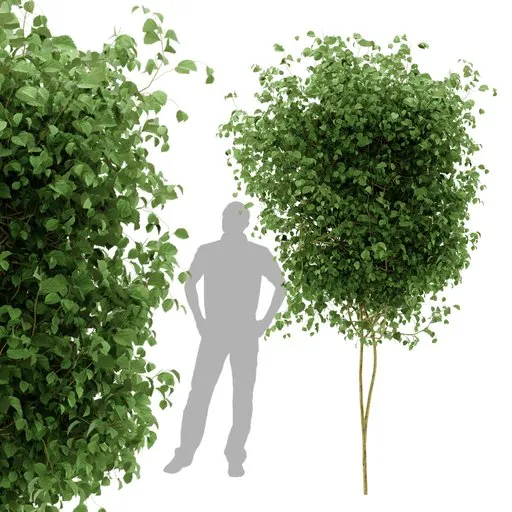 Ivy Tree Simple Plant