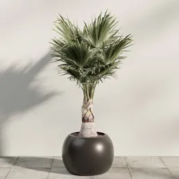 Modern Fan Palm Planter