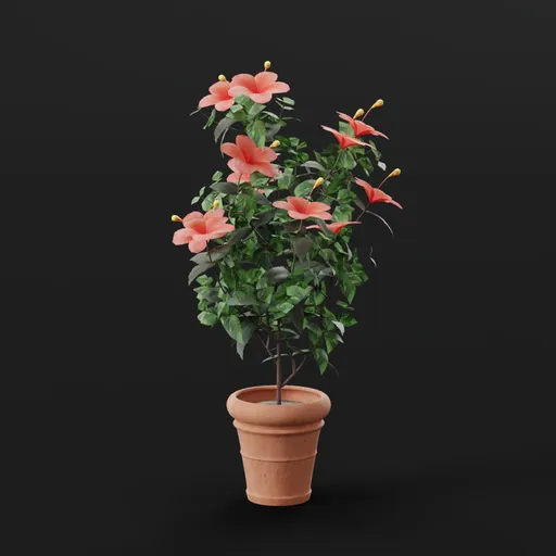 Pink Hibiscus