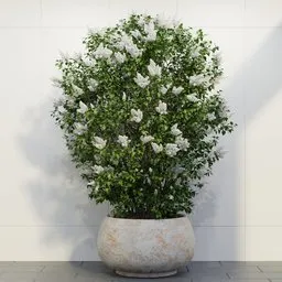 White Lilac Shrub