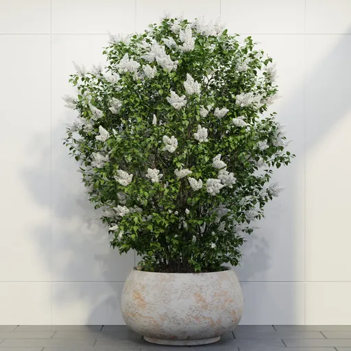 White Lilac Shrub