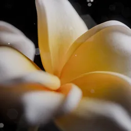 Realistic Jasmine 3D model close-up, detailed petals, optimized for Blender rendering.