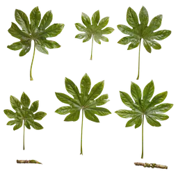 Fatsia japonica Leaf