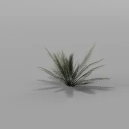 Cycas