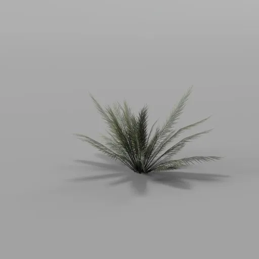 Cycas