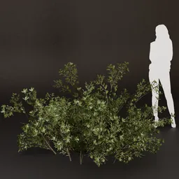 SJ-Open Field Border Bush