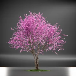 Tree Eastern Redbud Animated