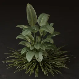 SJ-Large Leaf Garden Plant