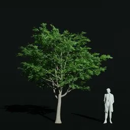 Gumbo Limbo Mature
