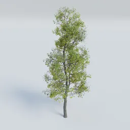 Realistic Blender 3D small tree model, sparsely leaved for outdoor CGI or game asset.