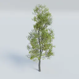 Small tree with few leaves