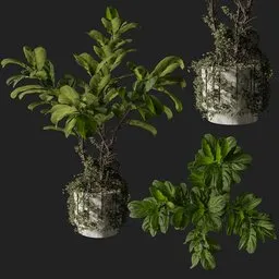 Plant 7 from *vip collection*