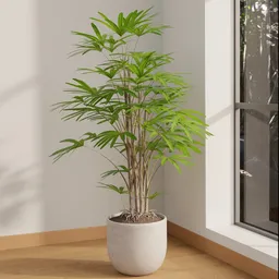Indoor Palm Plant in Decorative Pot