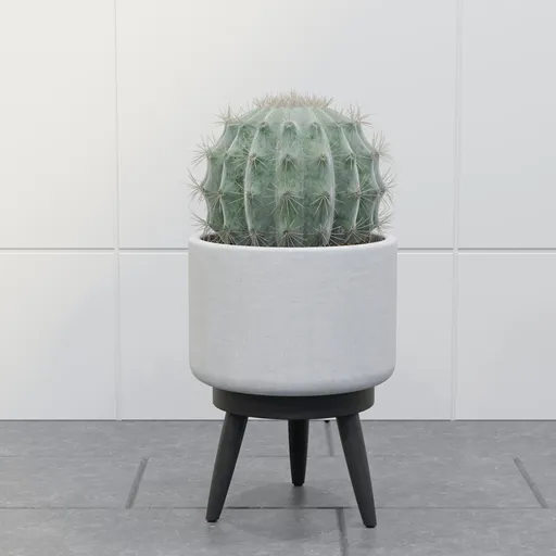 Barrel Cactus