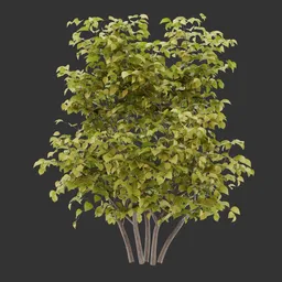 Bush Autumn Plant AQ