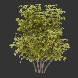 Bush Autumn Plant AQ