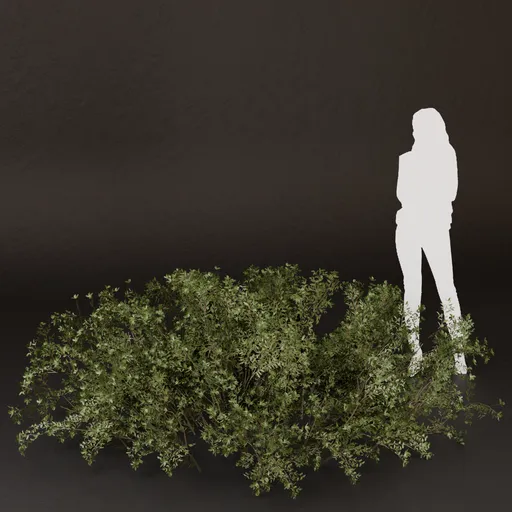 SJ-Deep Forest Floor Bush