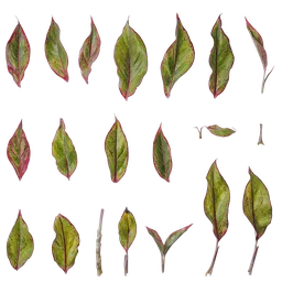 Aglaonema crete Leaf