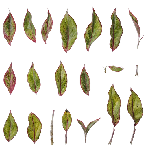 Aglaonema crete Leaf