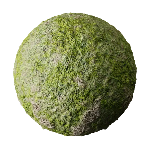 Grass