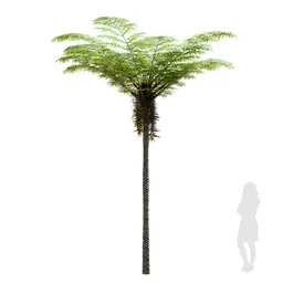 Palma Sphaeropteris Lepifera Medium