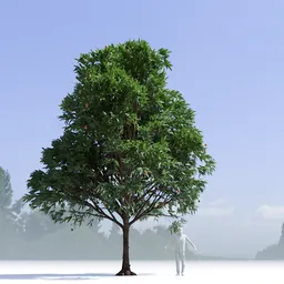 Mango Tree