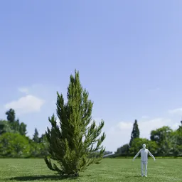 Pinus Flexilis Vanderwolf Pyramid