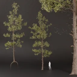 SJ-Shimmering Pine Grove