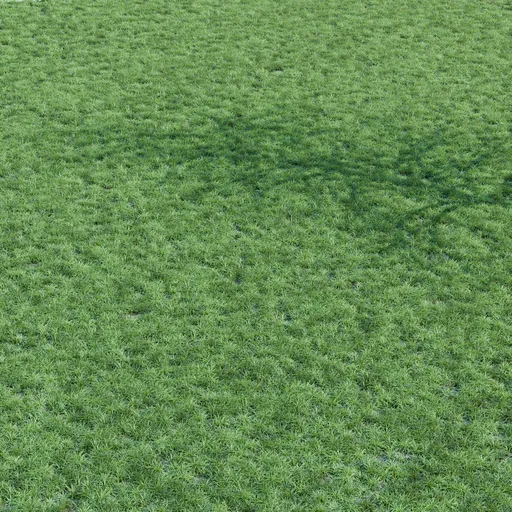 Grass