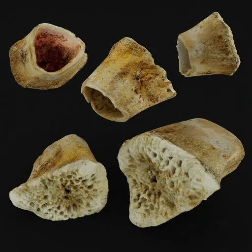 Bone