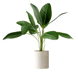 Plant Bird of Paradise