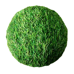 Grass