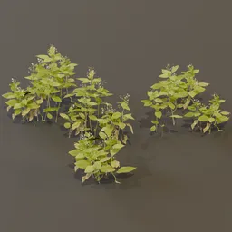 Balsam Impatiens Perviflora