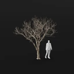 Olive Tree Dead Tall