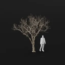 Olive Tree Dead Tall