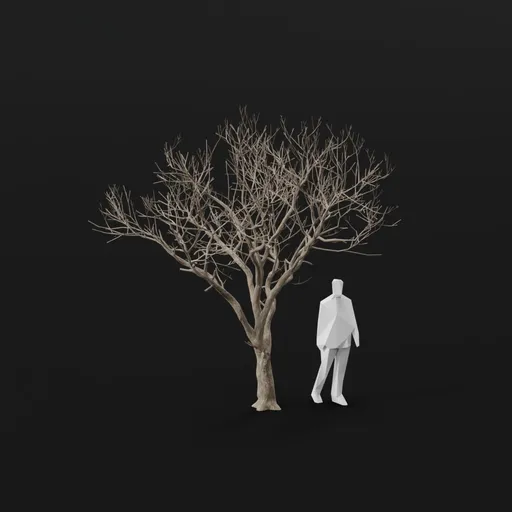 Olive Tree Dead Tall