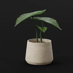 Elephant Ear Taro Sprout Var Potted