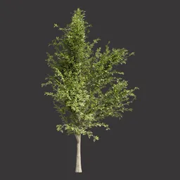 Realistic Green Tree