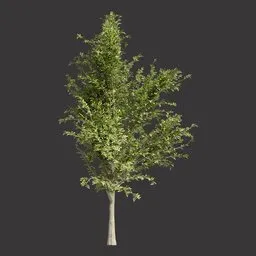 Realistic Green Tree