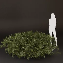 SJ-Small Leaf Cluster Bush