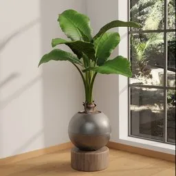 Alocasia Tropical Plant in Modern Pot