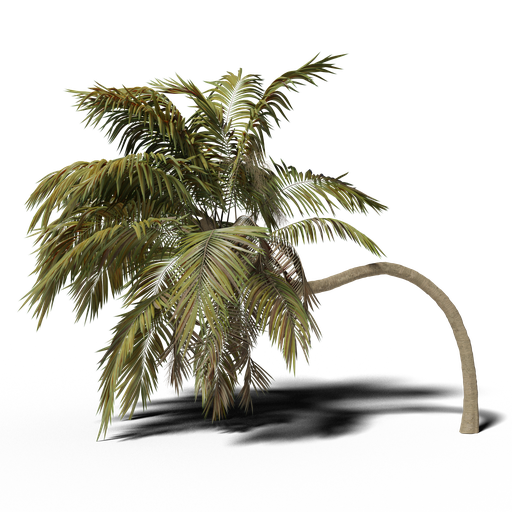 Bent Palm v1