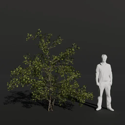 Black Alder Small