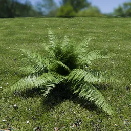 Ostrich Fern