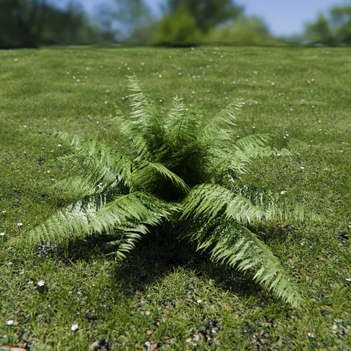 Ostrich Fern