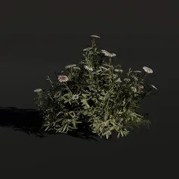 Detailed 3D model of Aster flowers, perfect for Blender rendering, with realistic textures and optimized mesh.