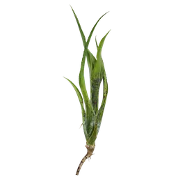 Neoregelia pauciflora Atlas