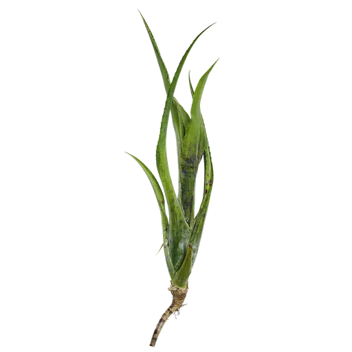Neoregelia pauciflora Atlas