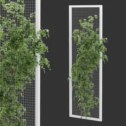 Fence Ivy Plant
